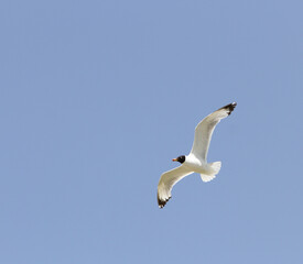 Pallas's Gull (Ichthyaetus ichthy)
