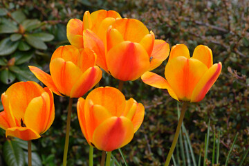 Tulpen im Frühjahr	