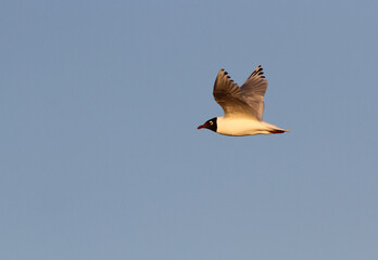 Relict Gull, Ichthyaetus relictus