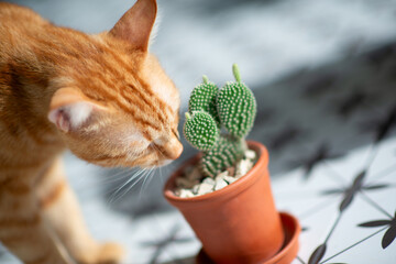 Funny curious orange tabby cat sniffs cactus growing in pot, at home