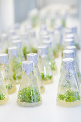 University lab exploring new methods of plant breeding, Alternative green herb medicine, Natural skin care beauty products, Laboratory and development concept.