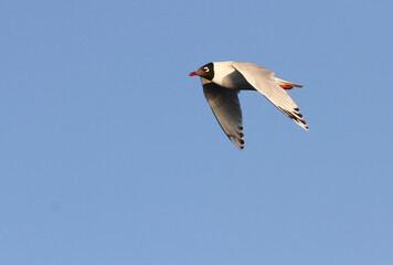 Relict Gull, Ichthyaetus relictus