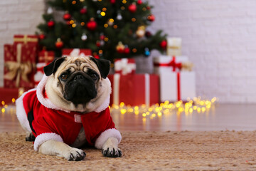 Adorable pug in santa suit over the christmas tree with blurry festive decor. Portrait of beloved dog with wrinkled face at home and pine tree with bokeh effect lights. Close up, copy space.