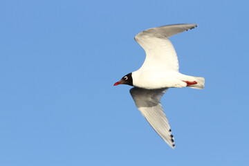 Relict Gull, Ichthyaetus relictus