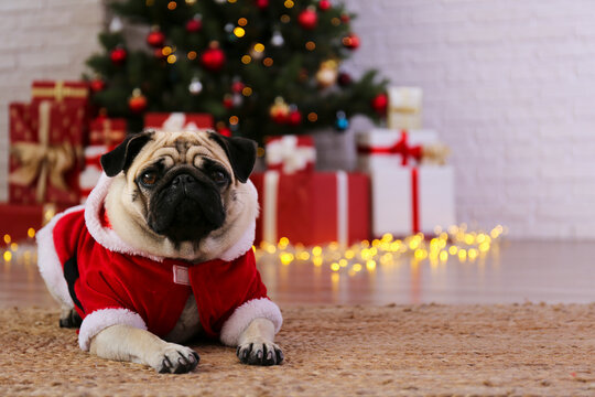 Adorable pug in santa suit over the christmas tree with blurry festive decor. Portrait of beloved dog with wrinkled face at home and pine tree with bokeh effect lights. Close up, copy space.