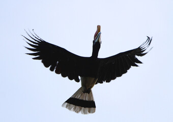 Rhinoceros Hornbill, Buceros rhinoceros
