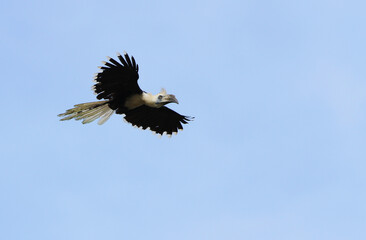 White-crowned Hornbill, Berenicornis comatus