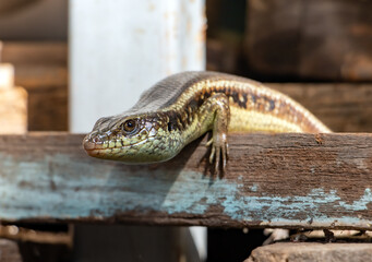 A small reptile live on the yard of the house between the old things and material, Thailand. Sun Skink, Scincidae, lives at the storage place.