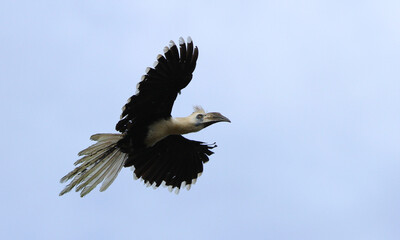 White-crowned Hornbill, Berenicornis comatus