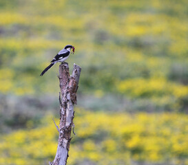 Giant Grey Shrike, Lanius giganteus