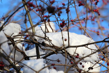 Zima. Gałąź czerwonych jagód owijana śniegiem. Czyste niebo. - obrazy, fototapety, plakaty