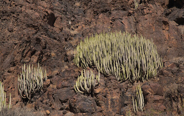Gran Canaria, landscapes along the hiking route around the ravive Barranco Hondo, The Deep Ravine...
