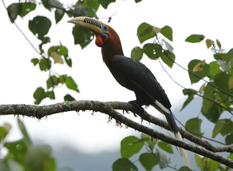 Rufous-necked Hornbill, Aceros nipalensis