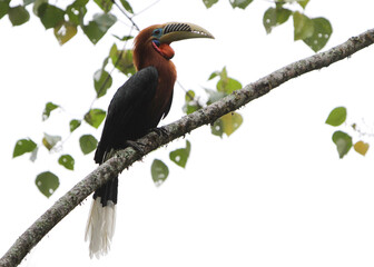 Rufous-necked Hornbill, Aceros nipalensis