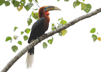 Rufous-necked Hornbill, Aceros nipalensis