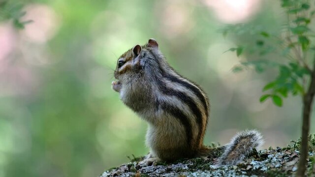 Video of chipmunk eats pine nuts.