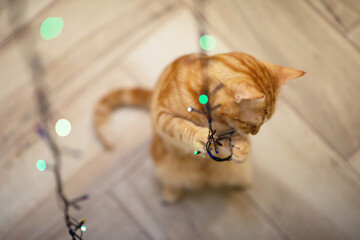 Beautiful young orange tabby cat plays with decor with Christmas lights, holiday home eve decoration