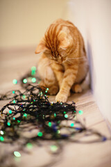 Beautiful young orange tabby cat plays with decor with Christmas lights, holiday home eve decoration
