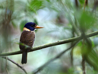 Scaly-breasted Kingfisher, Actenoides princeps