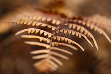 close up of fern leaf in november 