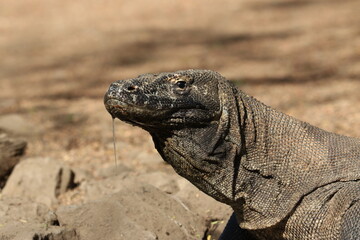 Komodo Dragon, Varanus komodoensis