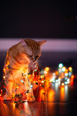 Beautiful young orange tabby cat plays with decor with Christmas lights, holiday home eve decoration