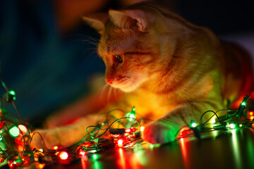 Beautiful young orange tabby cat plays with decor with Christmas lights, holiday home eve decoration