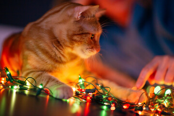 Beautiful young orange tabby cat plays with decor with Christmas lights, holiday home eve decoration