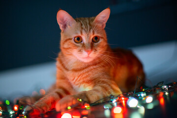 Beautiful young orange tabby cat plays with decor with Christmas lights, holiday home eve decoration