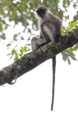 White-thighed Surili, Presbytis siamensis