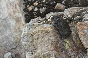 Large-eared Pika, Ochotona macrotis