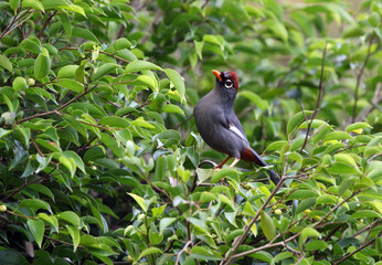 Spectacled Laughingthrush, Pterorhinus mitratus major