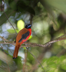 Cinnamon-rumped Trogon, Harpactes orrhophaeus