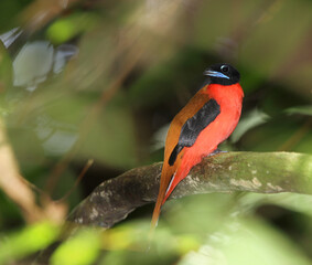 Cinnamon-rumped Trogon, Harpactes orrhophaeus