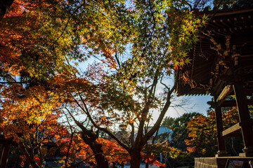 赤く染まる紅葉