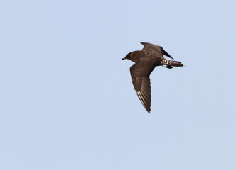 Obraz premium Long-tailed Skua, Stercorarius longicaudus