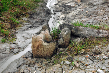 Mud from mud volcano.Traces of water flowing on the surface