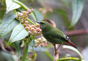 Fire-tailed Myzornis, Myzornis pyrrhoura