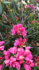 Fototapeta premium pink flowers