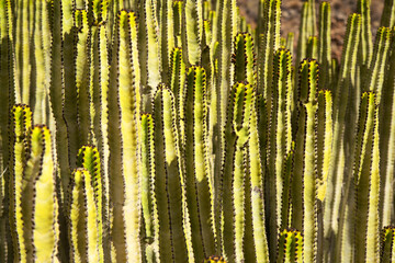 flora of Gran Canaria - huge cluster of Euphorbia canariensis, cactus-like spurge, botanical symbol of the island
