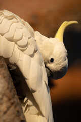 white parrot