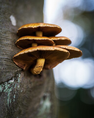 closeup of a mushroom on a tree 