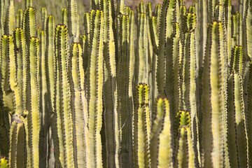 flora of Gran Canaria - huge cluster of Euphorbia canariensis, cactus-like spurge, botanical symbol...