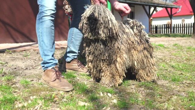 Owner checking parts of a purebred Puli dog's fur and body, on a sunny day