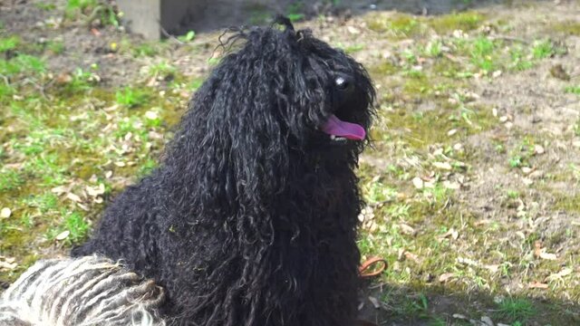 Black purebred Puli dog sitting on a garden and looking around