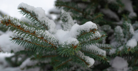 Christmas tree branches covered with snow in the Park. New year concert. Close up with place for text.
