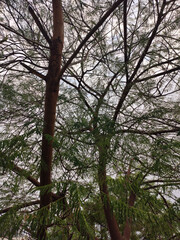 trees and sky