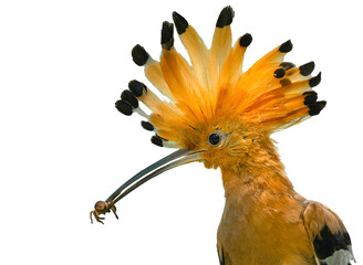 common hoopoe isolated on whit background © chamnan phanthong