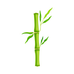 Bamboo Stick with Hollow Stem and Green Foliage Vector Illustration