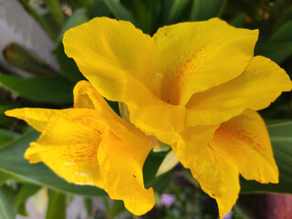 Obraz premium yellow flowers